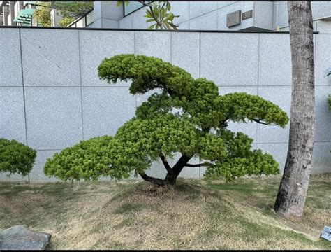 針柏樹風水|庭院種什麼樹最吉利·植物風水